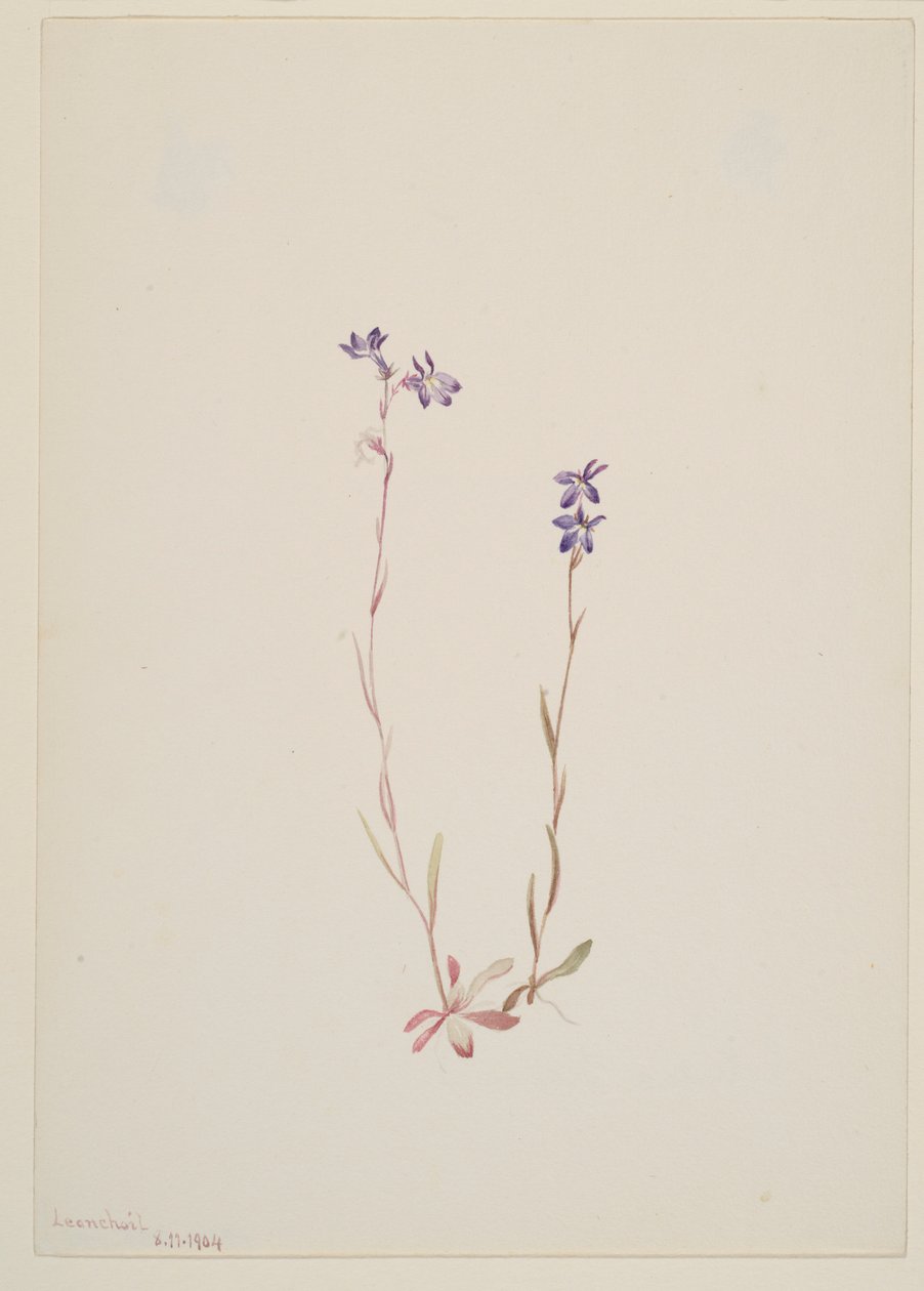 Lobelia Kalmii od Mary Vaux Walcott