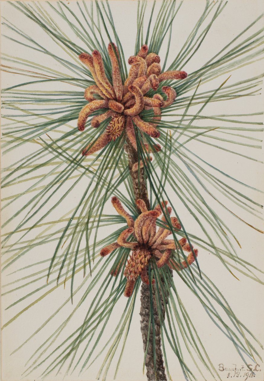 Borovice lesní (Pinus taeda) od Mary Vaux Walcott