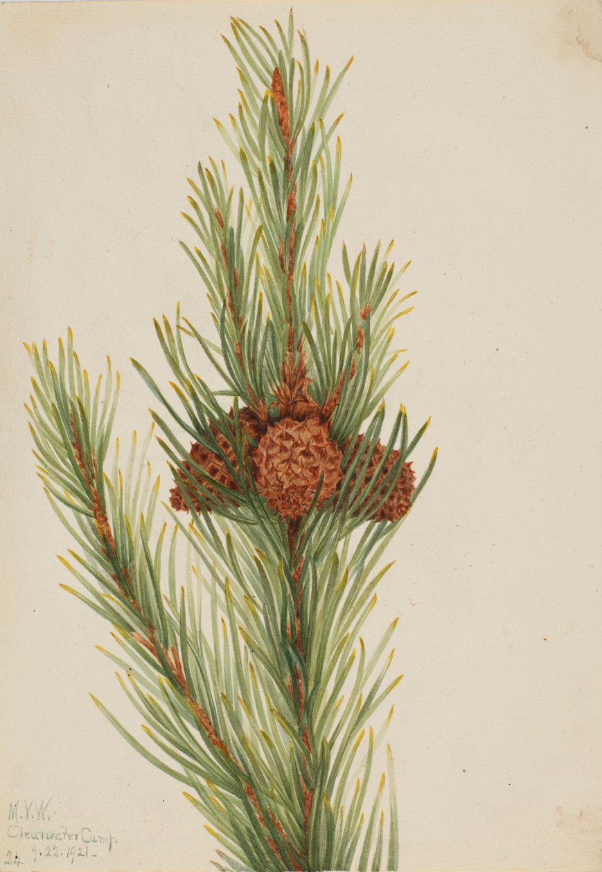 Borovice kleč (Pinus Contorta murrayana) od Mary Vaux Walcott