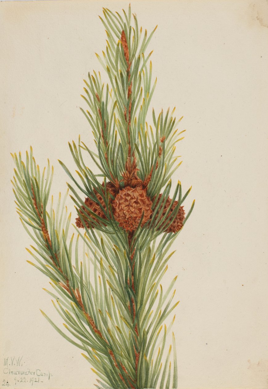Lodgepole Pine Pinus Contorta murrayana, 1921. od Mary Vaux Walcott
