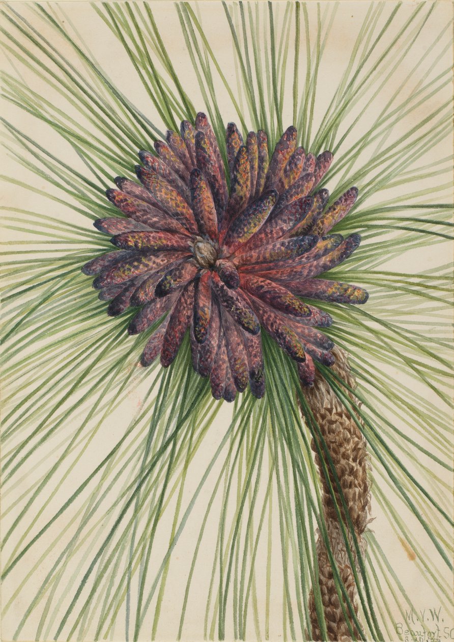 Borovice dlouhověká (Pinus palustris) od Mary Vaux Walcott