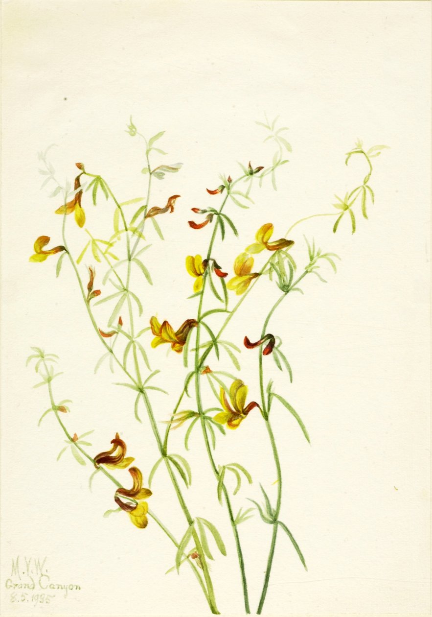Lotus puberulus od Mary Vaux Walcott