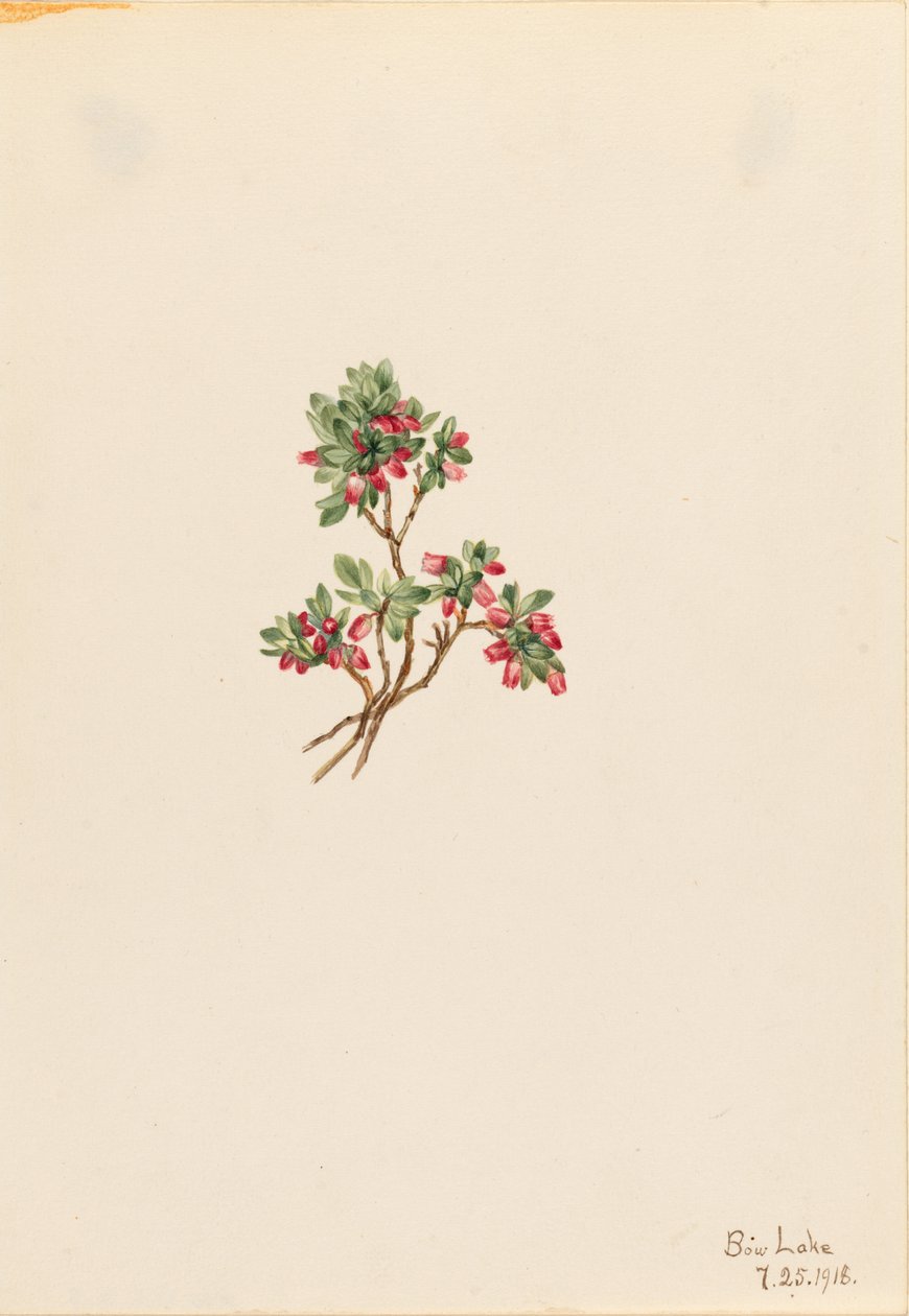 Nízká borůvka (Vaccinium caespitosum) od Mary Vaux Walcott