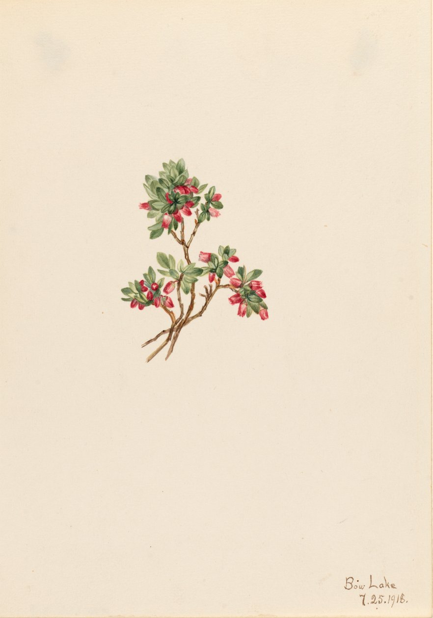 Low Wholeberry Vaccinium caespitosum, 1918 od Mary Vaux Walcott