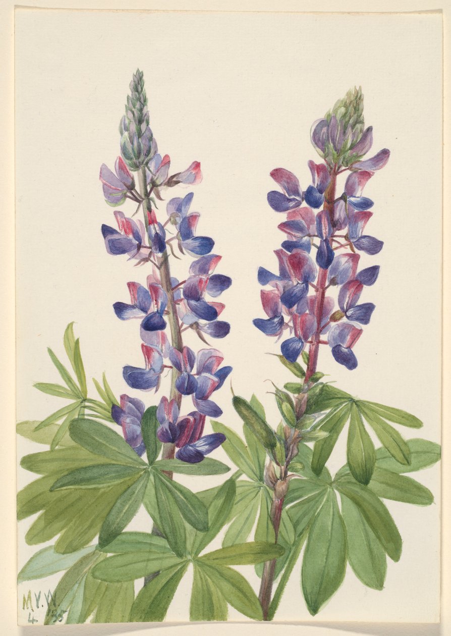 Lupina (Lupinus fornosus) od Mary Vaux Walcott