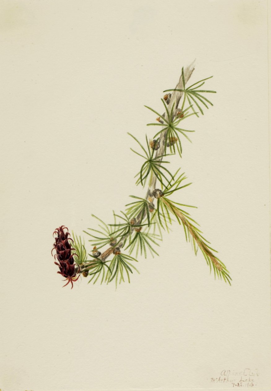 Lyall Larch Larix lyallii, 1913. od Mary Vaux Walcott