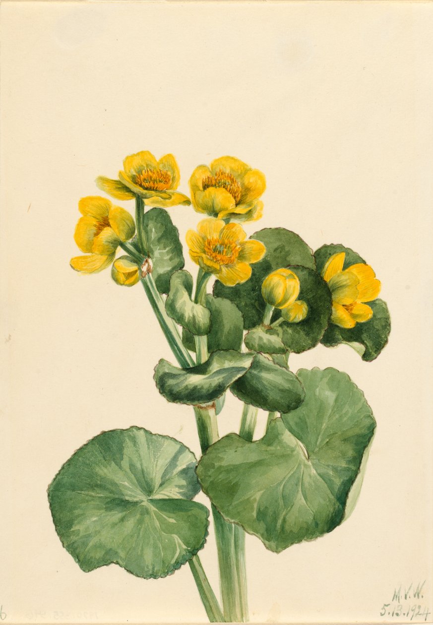 Měsíček bahenní (Caltha palustris) od Mary Vaux Walcott