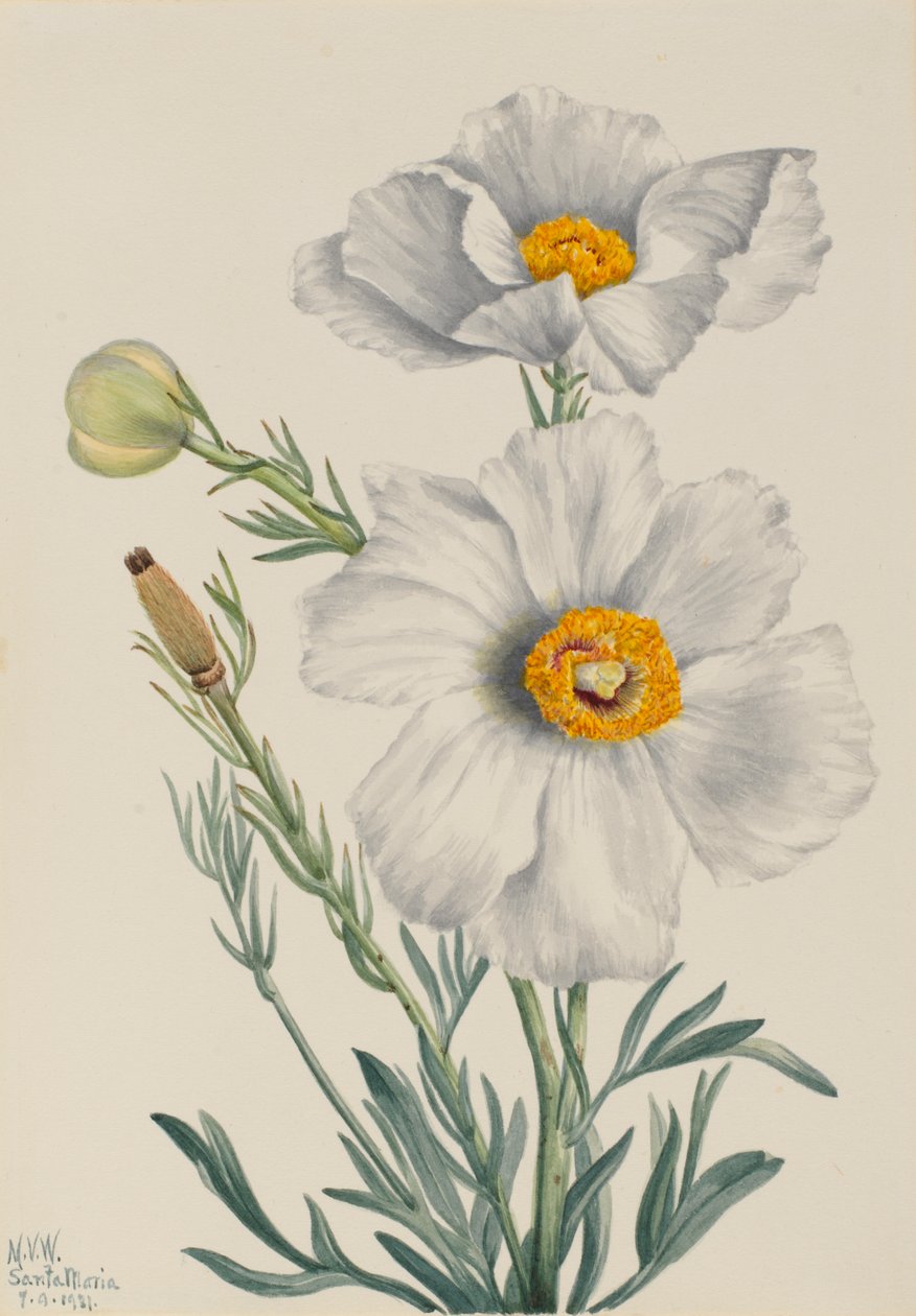 Matilija Poppy Romney coulteri, 1931. od Mary Vaux Walcott