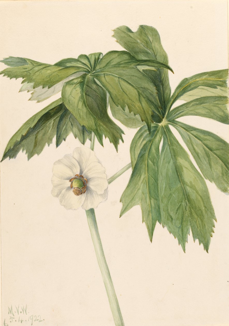Májové jablko (Podphyllum paltatum) od Mary Vaux Walcott