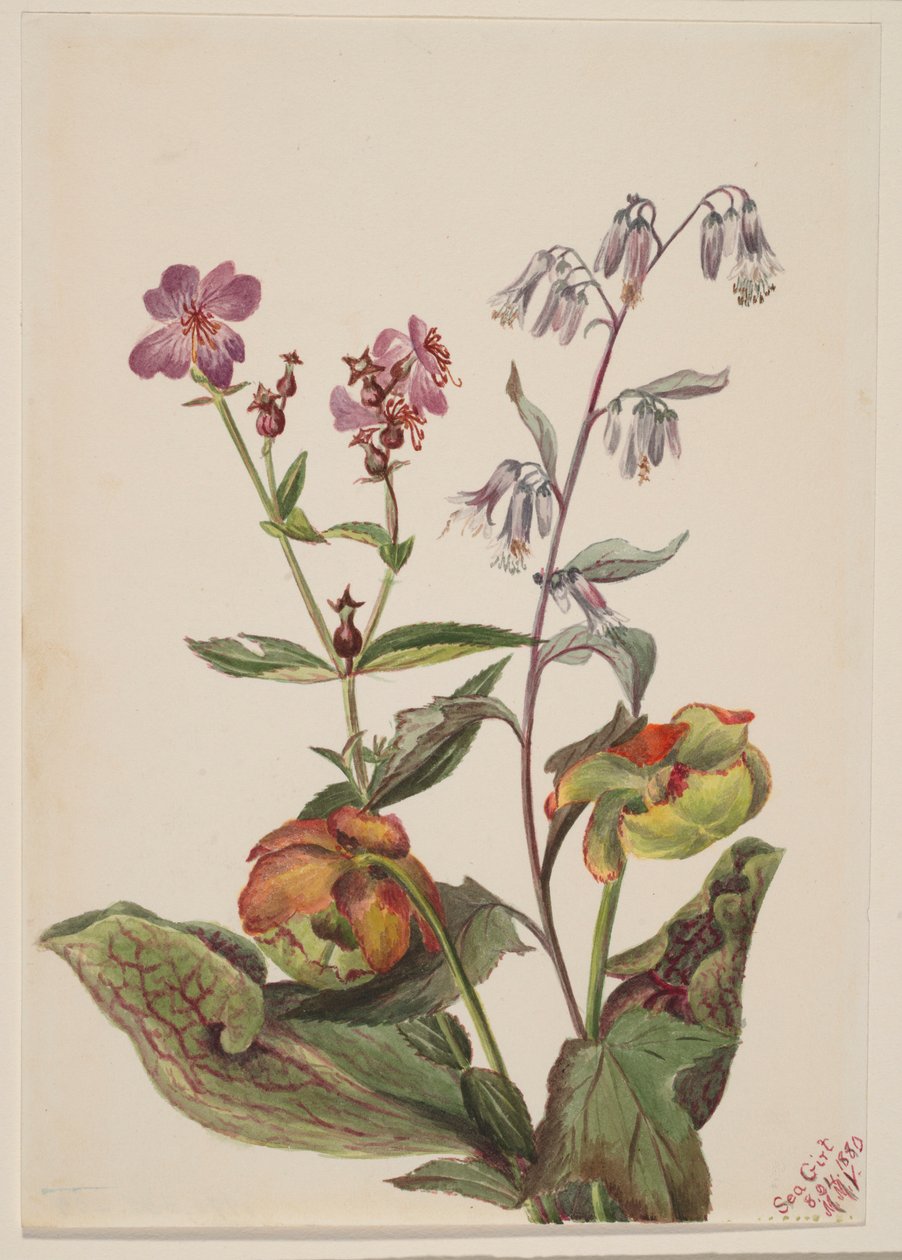 Krásenka luční (Rhexia virginica), Chřestýš bílý (Nabalus albus), Sarracenia purpurea (Sarracenia purpurea) od Mary Vaux Walcott