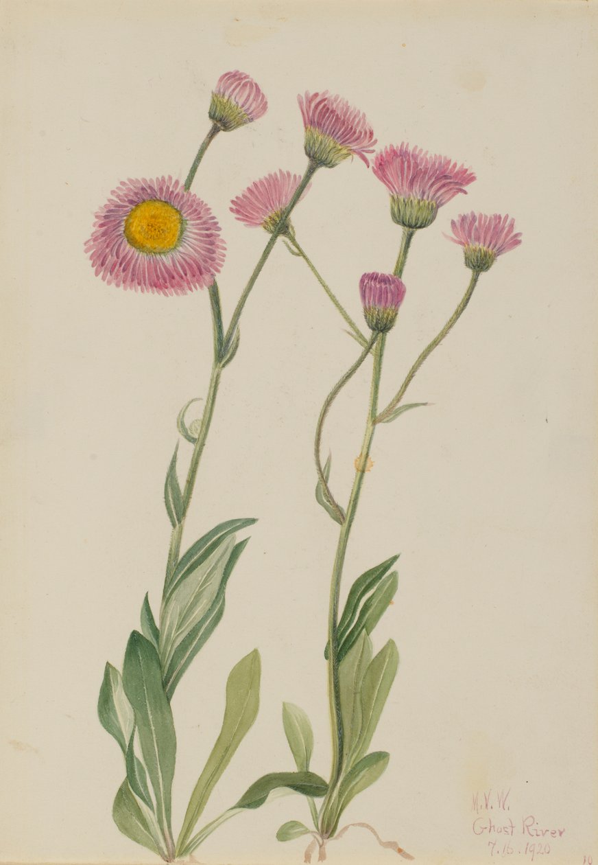 Pcháč luční (Erigeron speciosus) od Mary Vaux Walcott