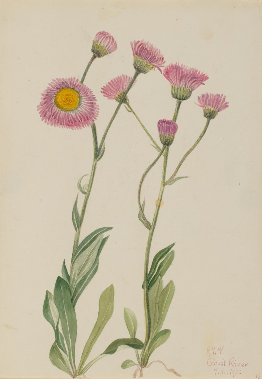 Fleabane luční Erigeron speciosus, 1920. od Mary Vaux Walcott