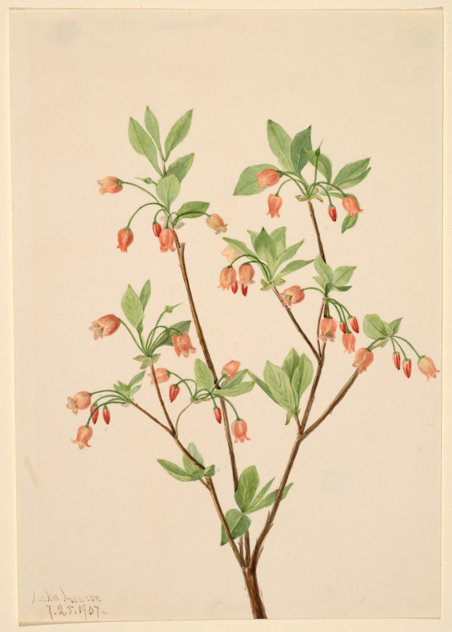 Menziesea (Menziesea glabella) od Mary Vaux Walcott