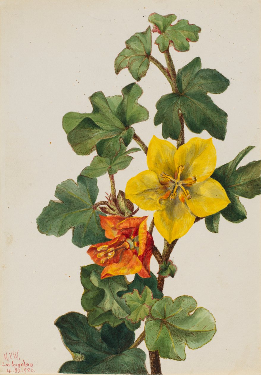Fremontie mexická (Fremontodendron mexicanum) od Mary Vaux Walcott