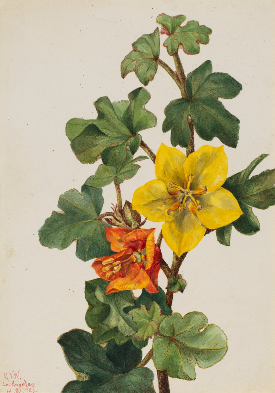 Mexická Fremontia Fremontodendron mexicanum, 1926. od Mary Vaux Walcott