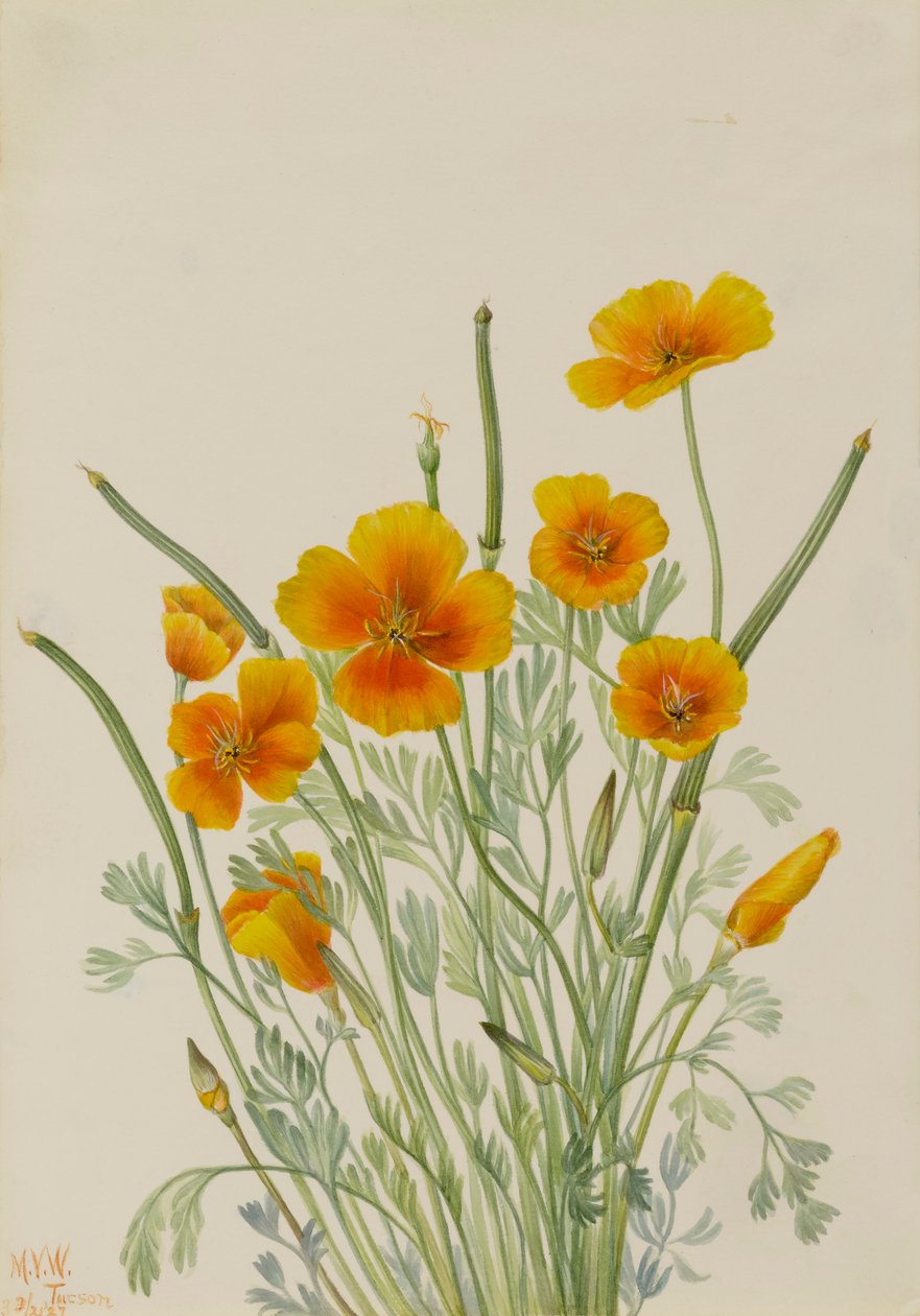 Mexický mák Eschscholtzia mexicana, 1927. od Mary Vaux Walcott