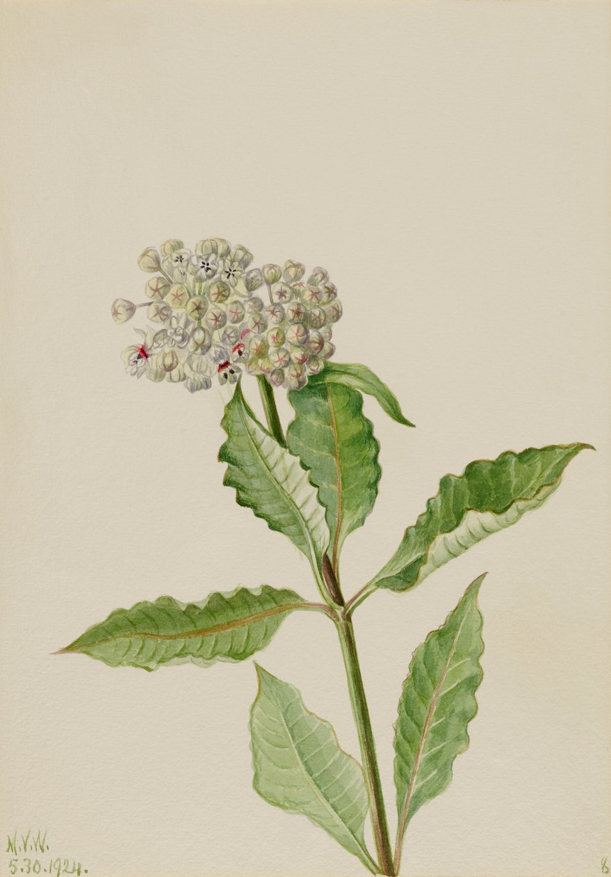 Mlékovec (Ascelpias) od Mary Vaux Walcott