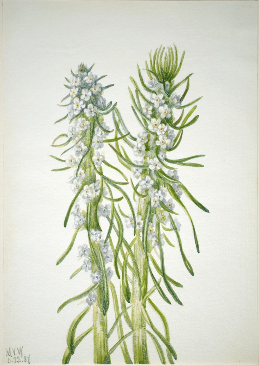 Hornická svíčka (Oreocarya virgata) od Mary Vaux Walcott