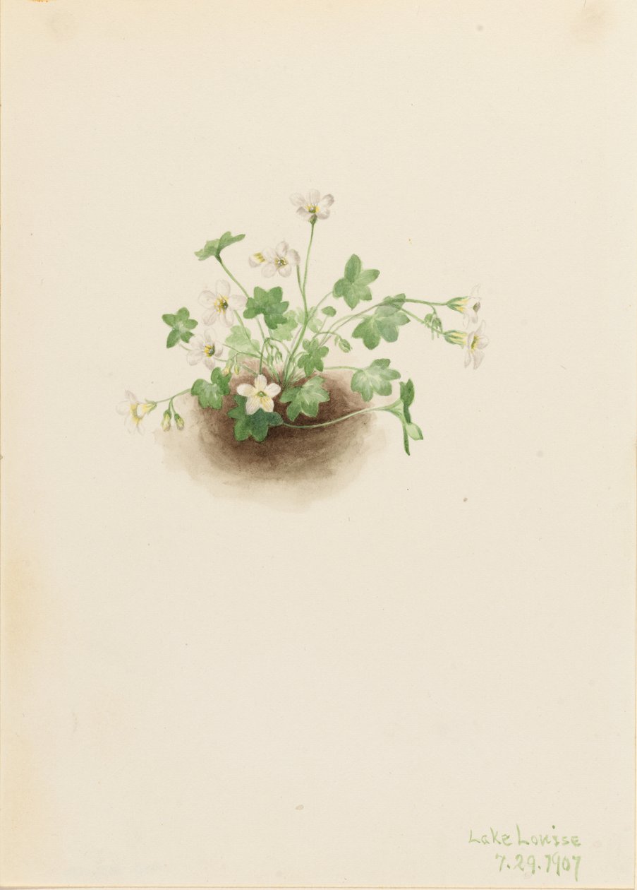 Mistmaiden (Romanzoffia sitchensis) od Mary Vaux Walcott