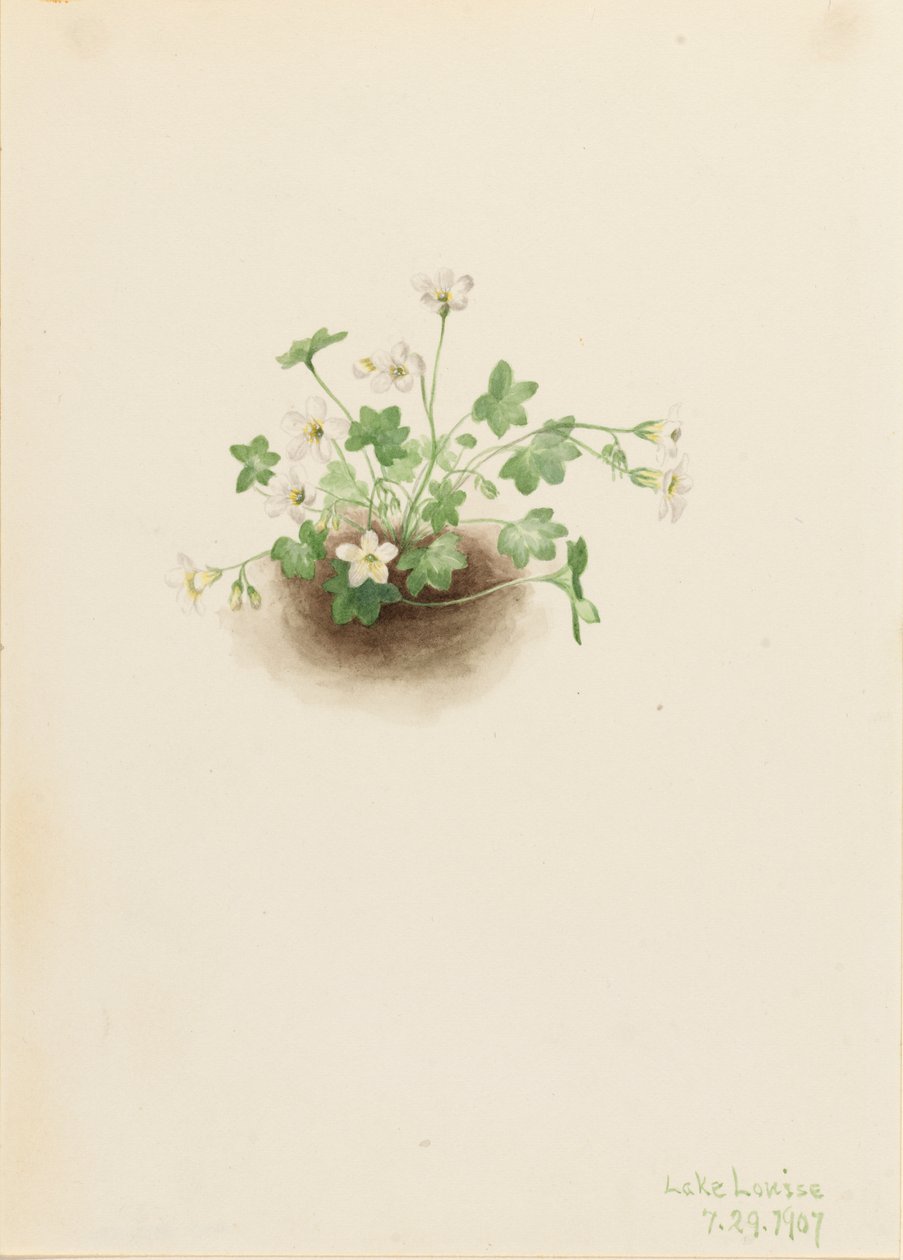 Mistmaiden Romanzoffia sitchensis, 1907. od Mary Vaux Walcott