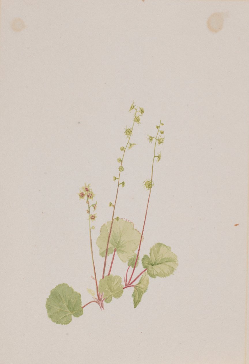Nahá Mitella od Mary Vaux Walcott