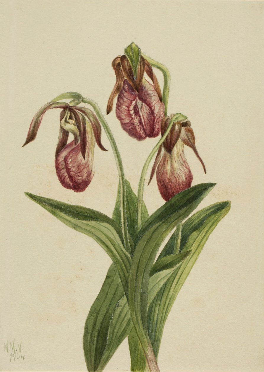 Květina mokasín (Cypripedium acaule) od Mary Vaux Walcott