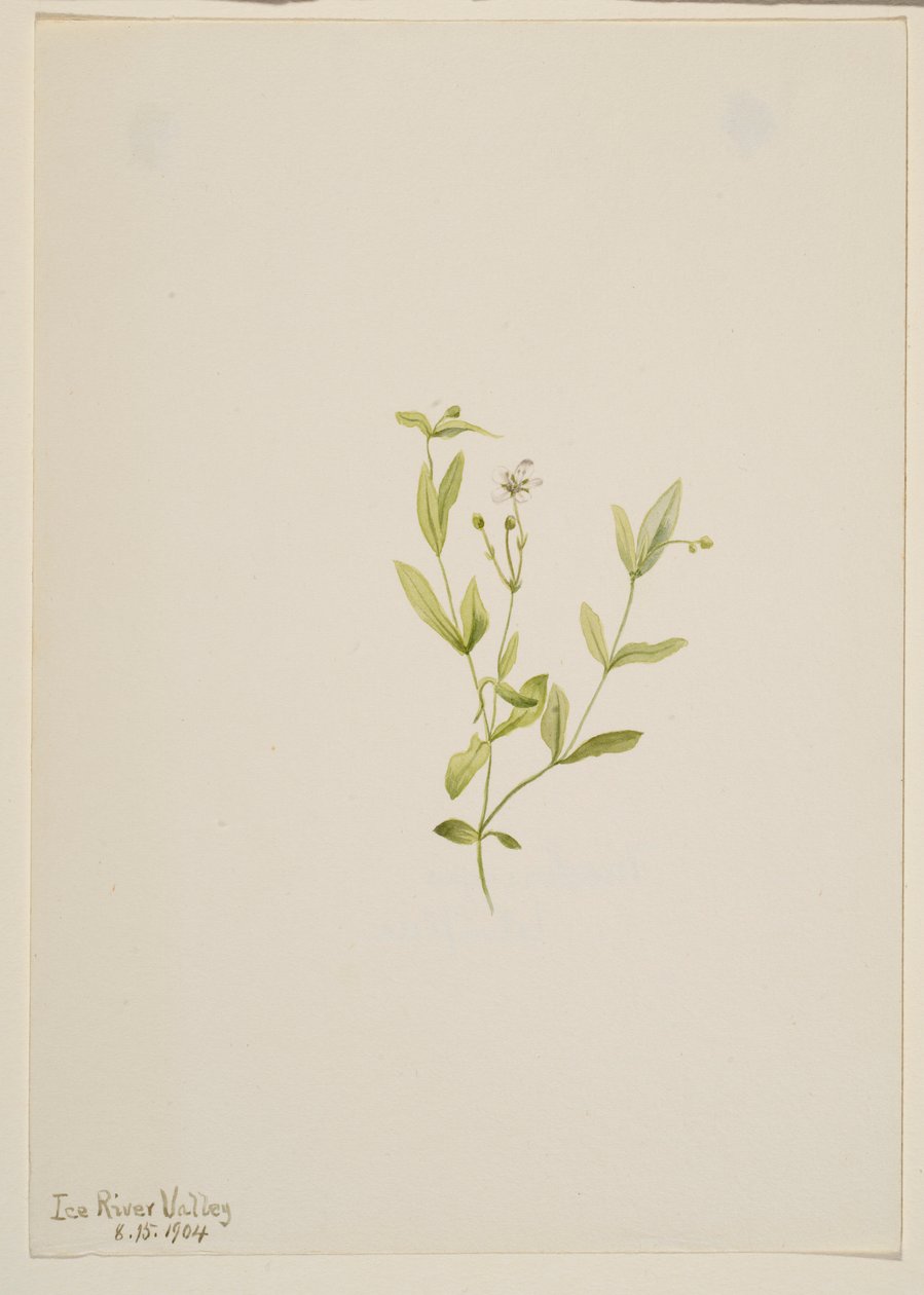 Moehringia laberiflora od Mary Vaux Walcott