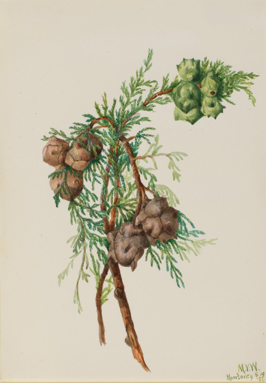Cypřišek montereyský (Cupressus macrocarpa) od Mary Vaux Walcott