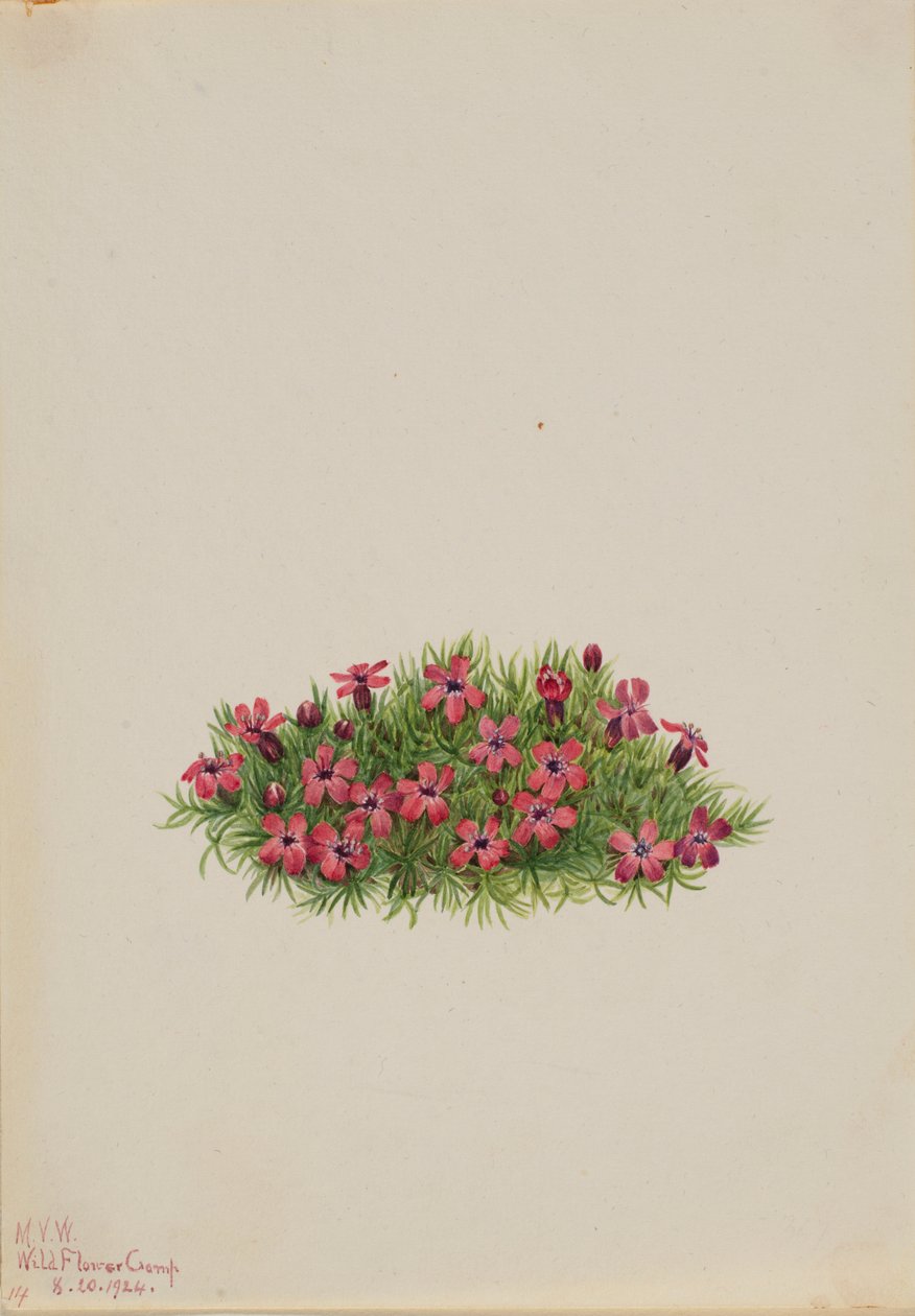 Mech Campion (Silene acaulis) od Mary Vaux Walcott