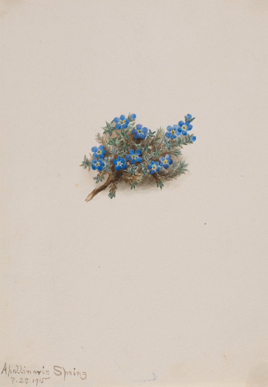 Mech Zapomenutka (Eritichum elongatum) od Mary Vaux Walcott