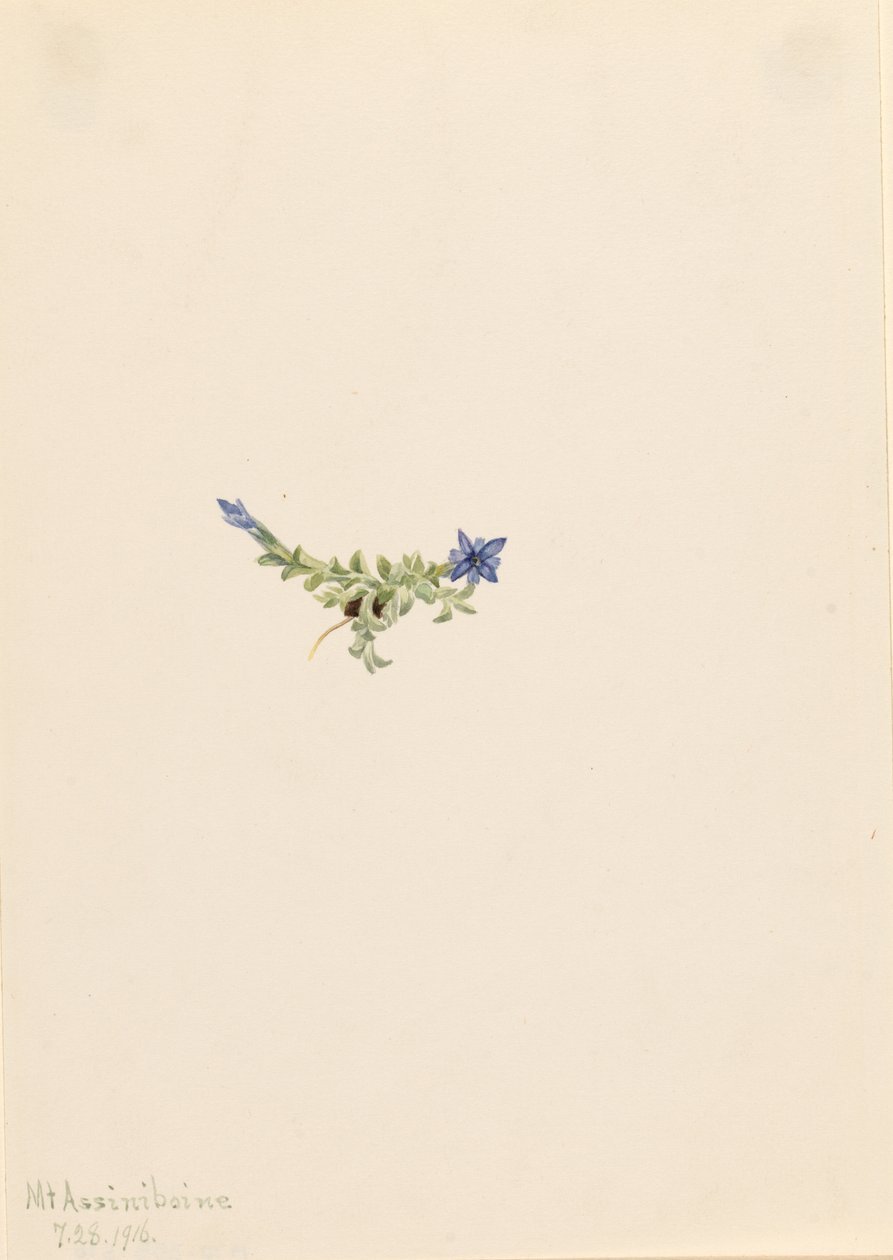 Hořec prostý (Gentiana prostrata) od Mary Vaux Walcott