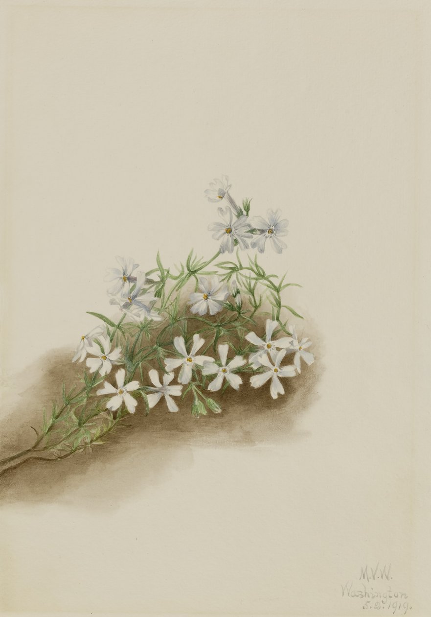 Mech růžový (Phlox subulate) od Mary Vaux Walcott