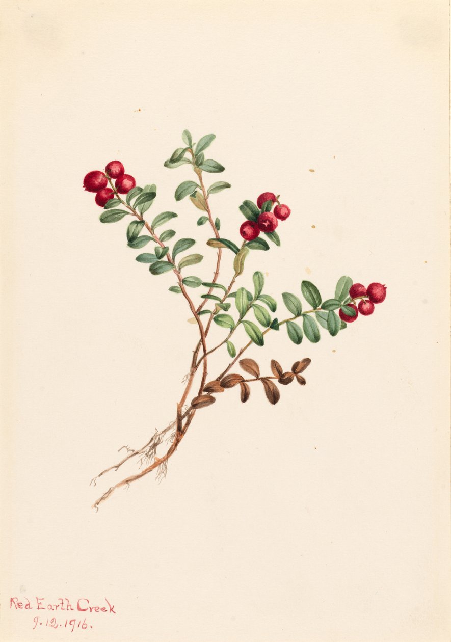 Brusinka horská (Vaccinium vitisdaea minus) od Mary Vaux Walcott