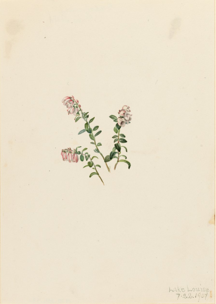 Brusinka horská Vaccinium vitisidaea minus, 1907. od Mary Vaux Walcott