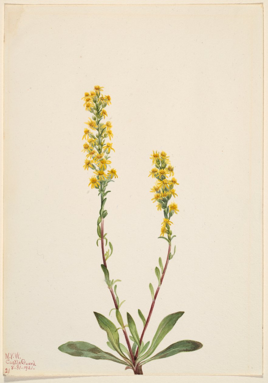 Zlatobýl horský (Solidago oreophila) od Mary Vaux Walcott