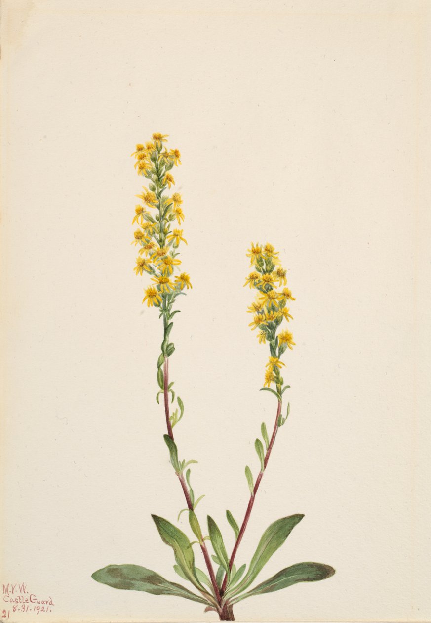 Mountain Goldenrod Solidarity Oreophila, od Mary Vaux Walcott