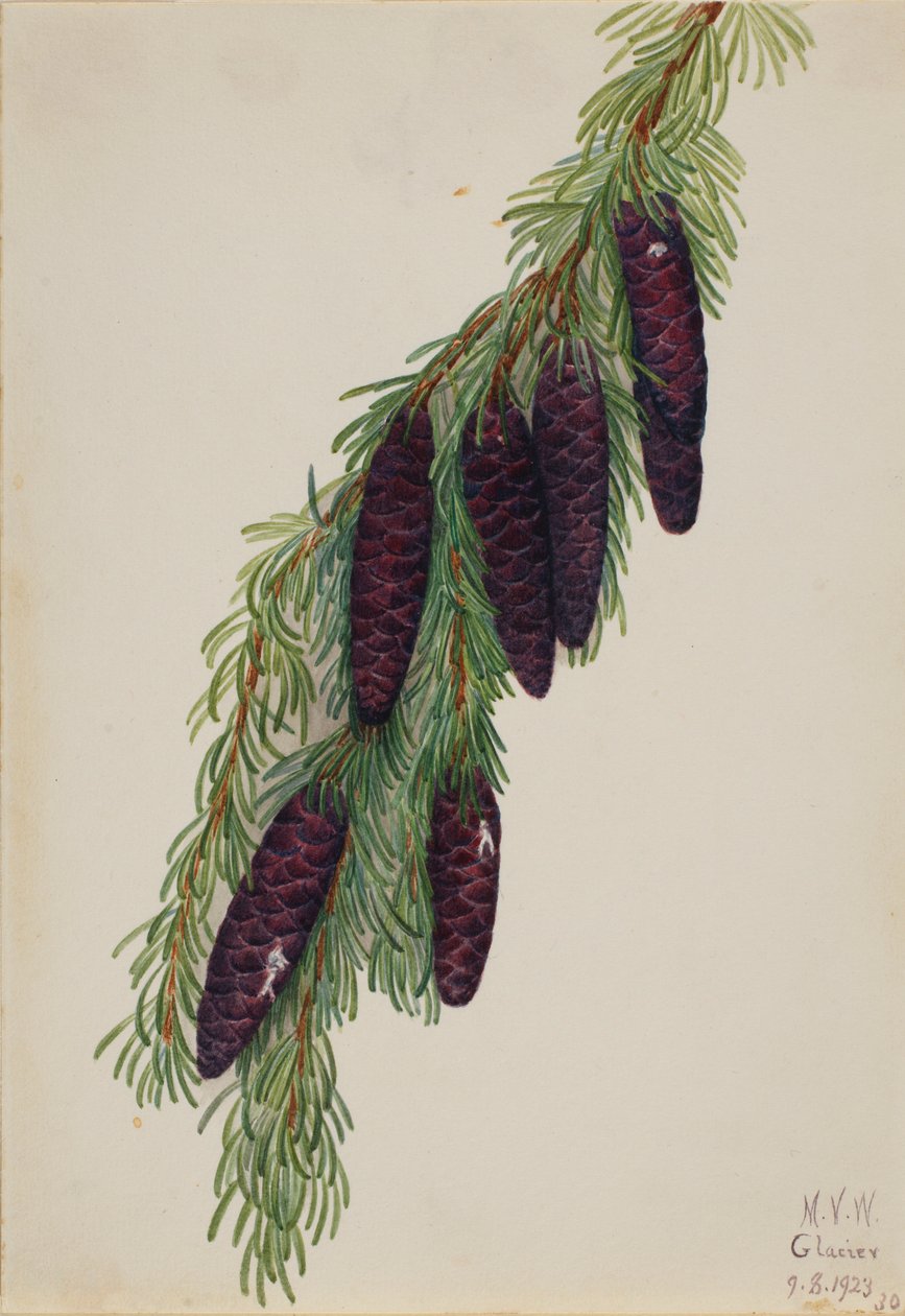 Jedlovec horský (Tsuga mertensiana) od Mary Vaux Walcott