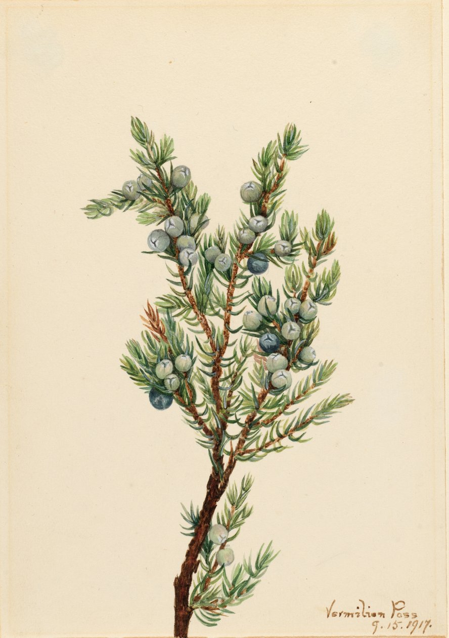 Jalovec sibiřský (Juniperus sibirica) od Mary Vaux Walcott