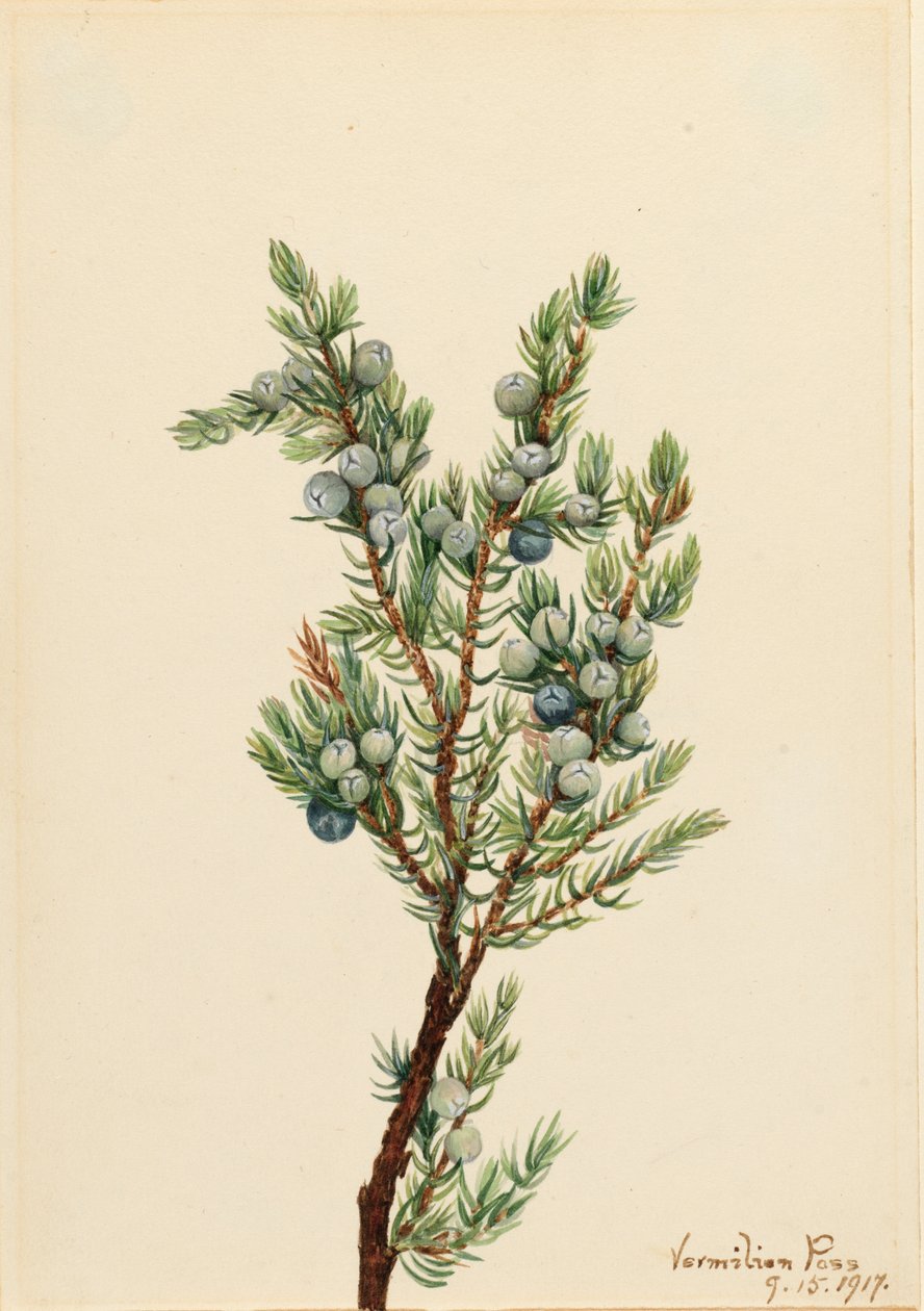 Jalovec horský Juniperus sibirica, 1917. od Mary Vaux Walcott