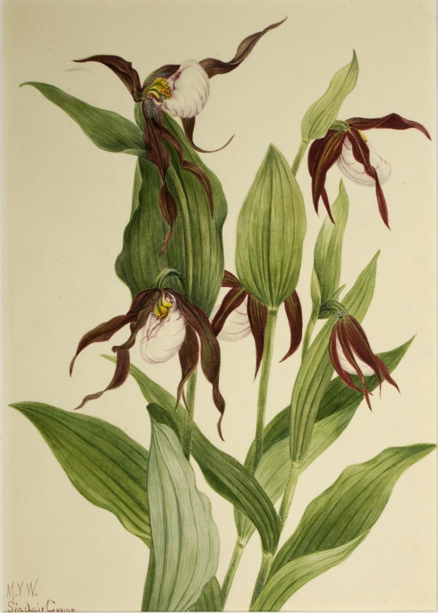 Střevíčník horský (Cypripedium montanum) od Mary Vaux Walcott