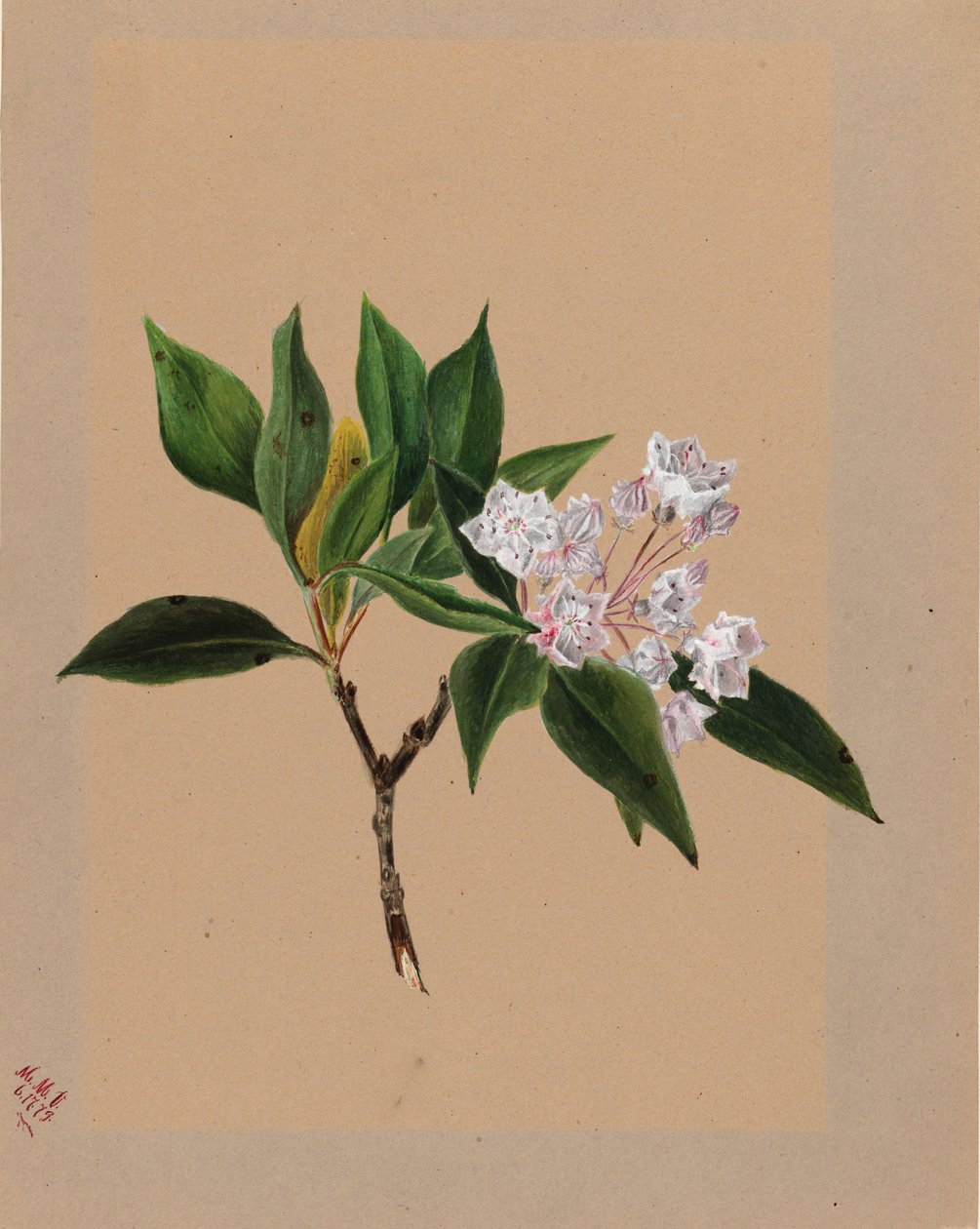 Horský vavřín (Kalmia latifolia) od Mary Vaux Walcott