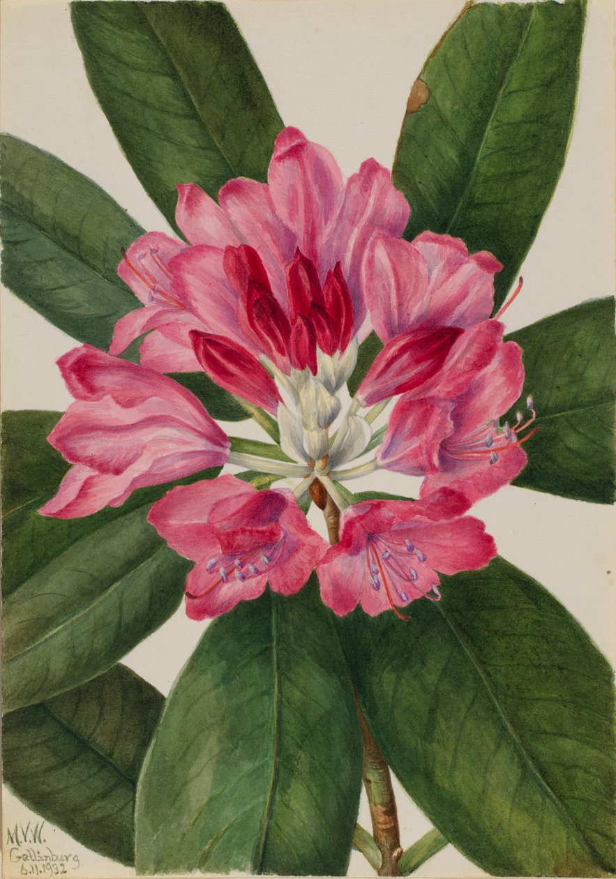 Horská růže (Rhododendron catawbiense) od Mary Vaux Walcott