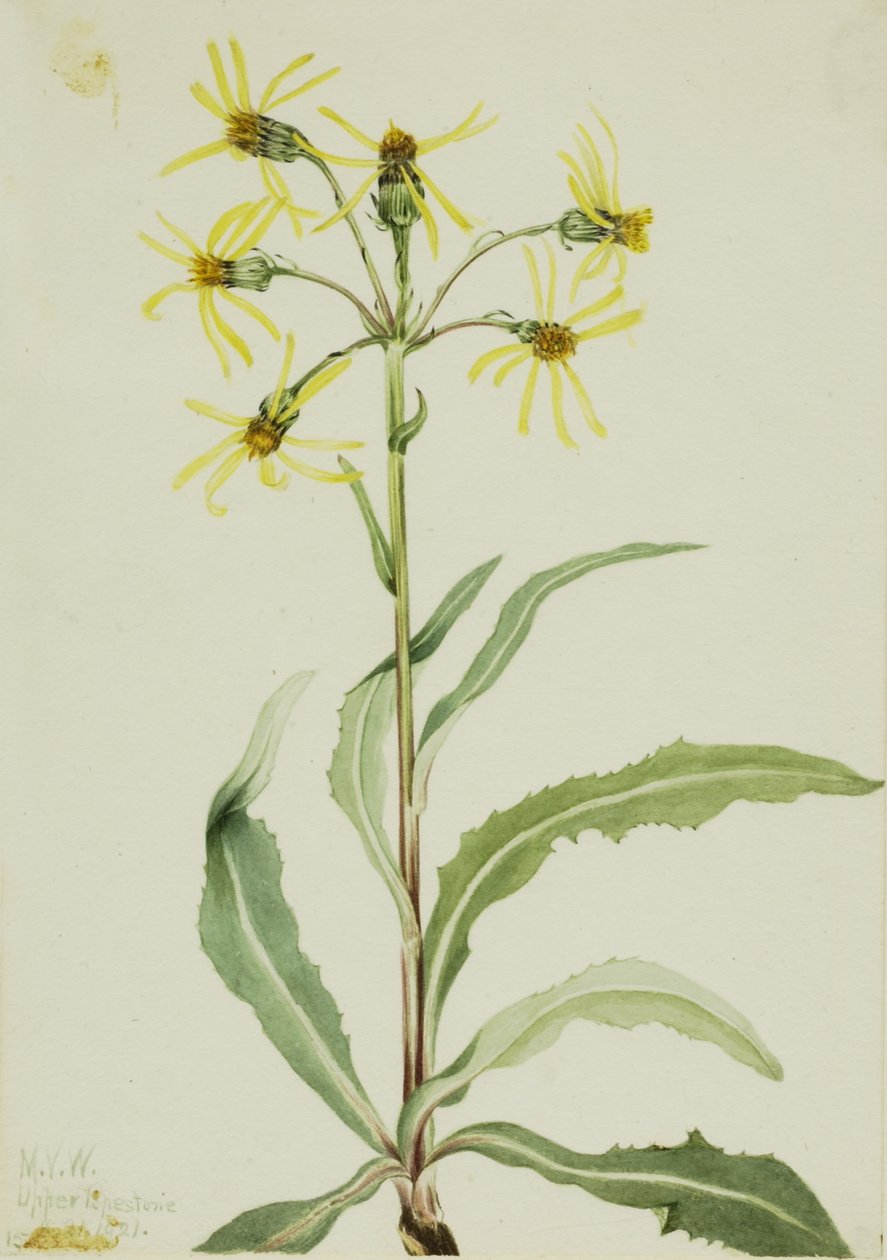 Senecio lugens (Senecio lugens) od Mary Vaux Walcott