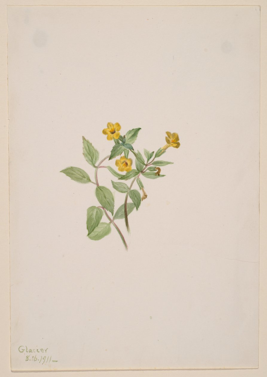 Muškátový květ (Mimulus moschatus) od Mary Vaux Walcott