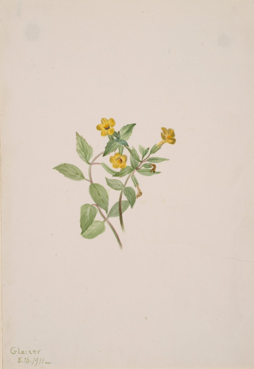 Pižmový květ Mimulus moschatus, 1911. od Mary Vaux Walcott