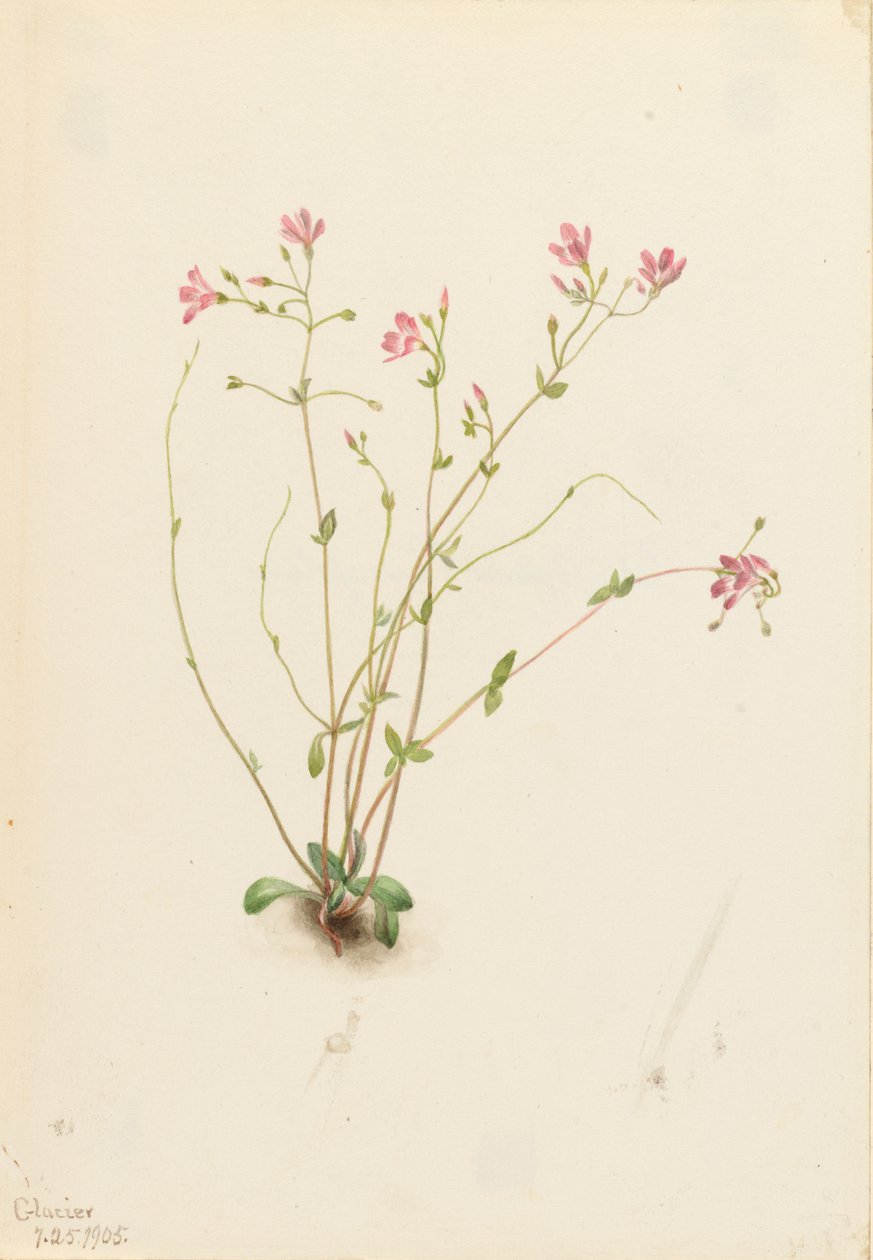 Naiad Spring Beauty (Claytonia parvifolia) od Mary Vaux Walcott
