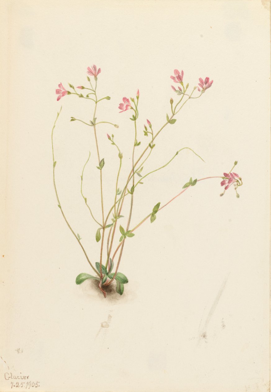 Jarní kráska Naiad Claytonia parvifolia, 1905. od Mary Vaux Walcott