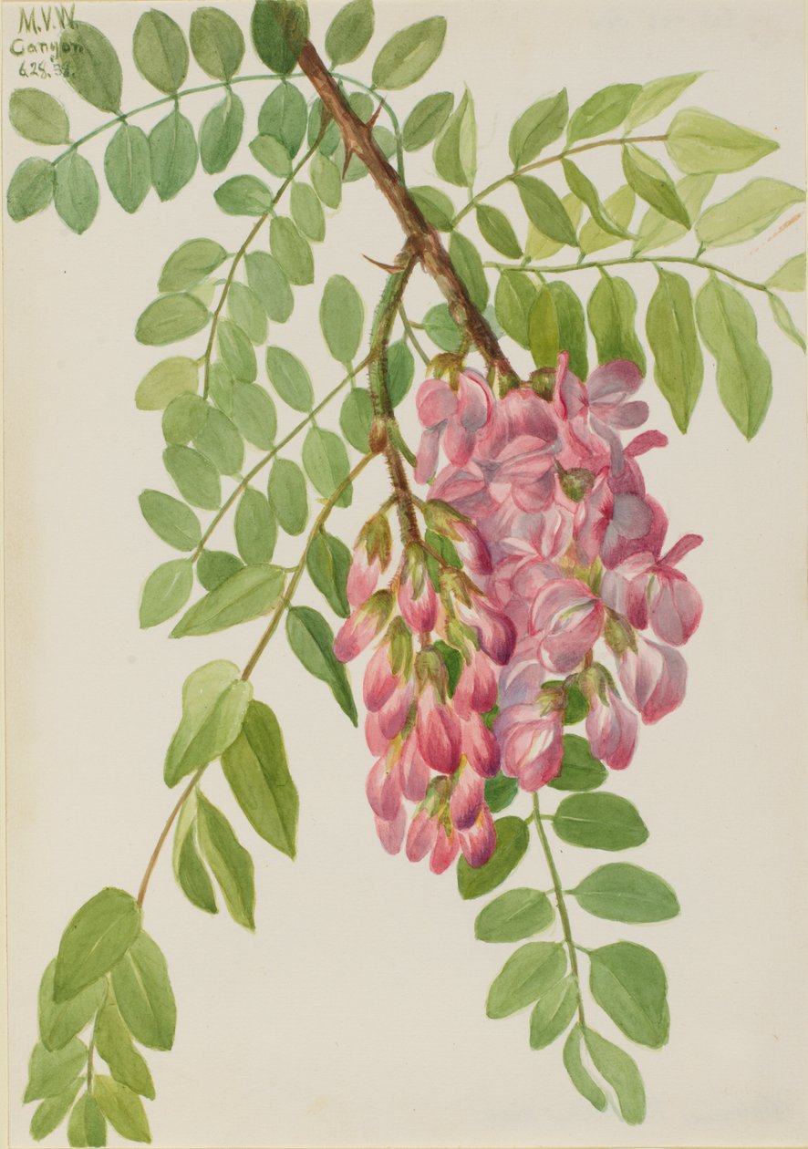 Nový mexický kobylka Robinia neomexicana, 1938. od Mary Vaux Walcott