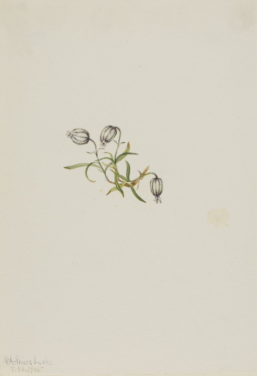Campion kývavý (Lychnis apetala) od Mary Vaux Walcott