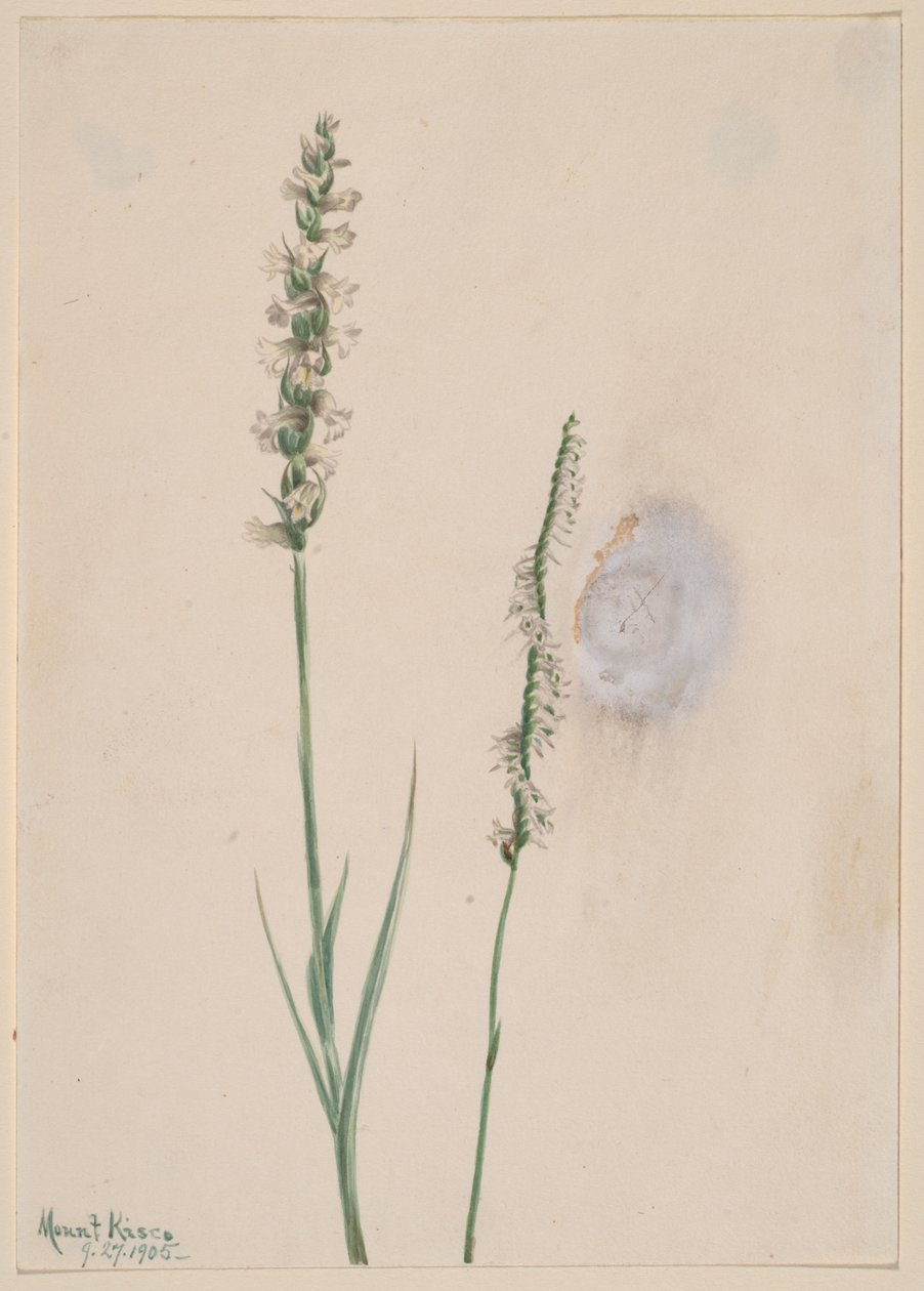 Pokyvující dámské šortky Ibidium cernum, 1905. od Mary Vaux Walcott